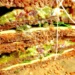 Sandwich Triple Vege 050